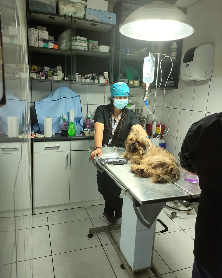 Veterinaria de Hachi Pet’s revisando a un perro sobre la mesa de consulta