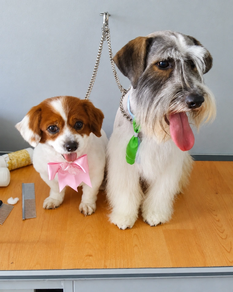 Dos perritos peluqueados, uno con moño rosado