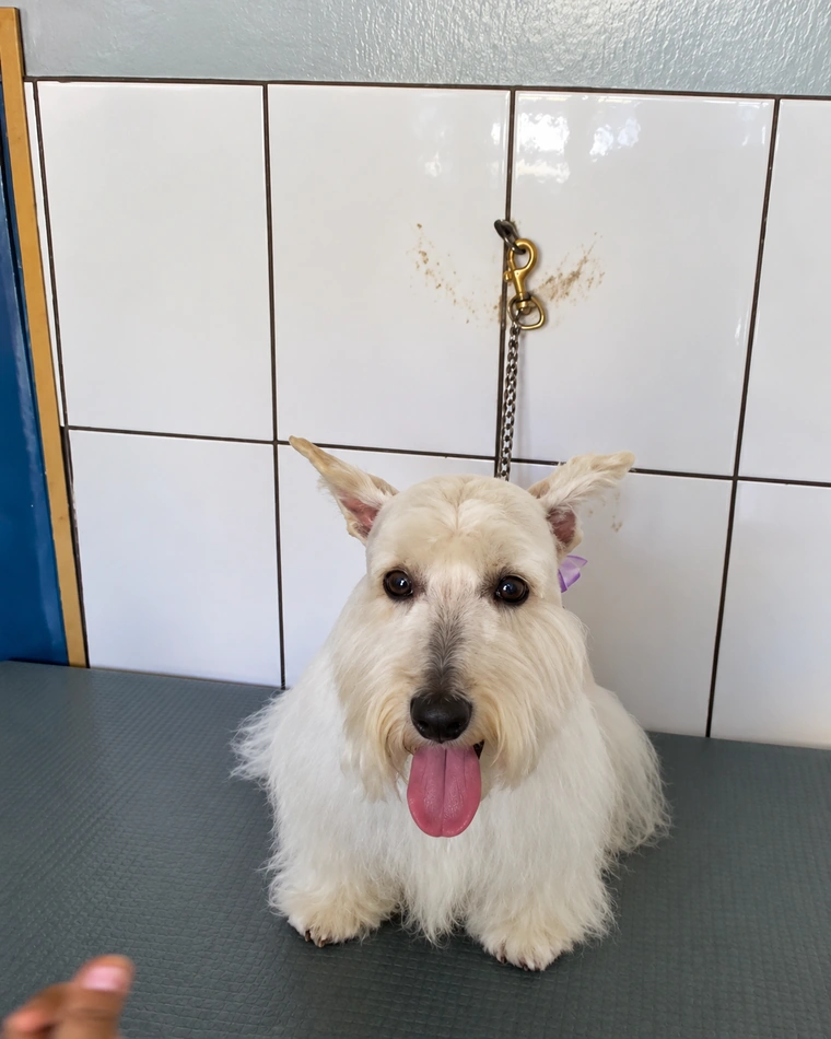 Terrier claro recién bañado sobre la mesa